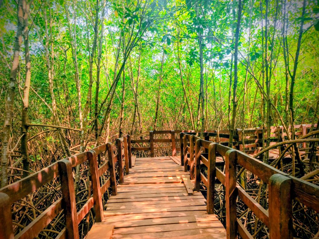 Mangrove forest waterway near Honnavar